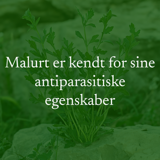 Malurtolie (wormwood), økologisk 30 ml