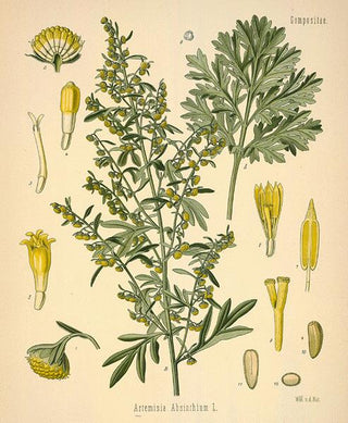 Malurtolie (wormwood), økologisk 30 ml